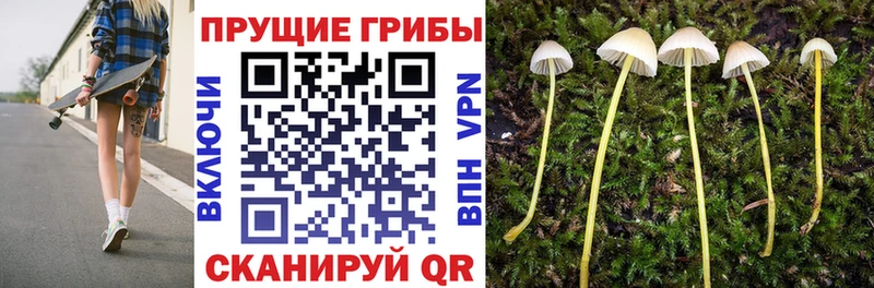 Галлюциногенные грибы Psilocybine cubensis  Вельск 